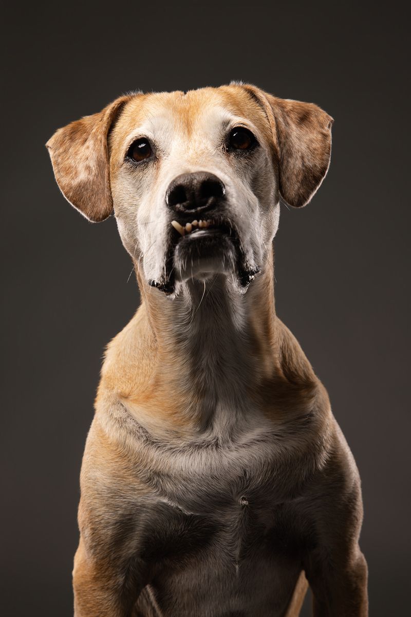 Dog portrait using multi-light setup with rim lighting to create a bold, three-dimensional look.