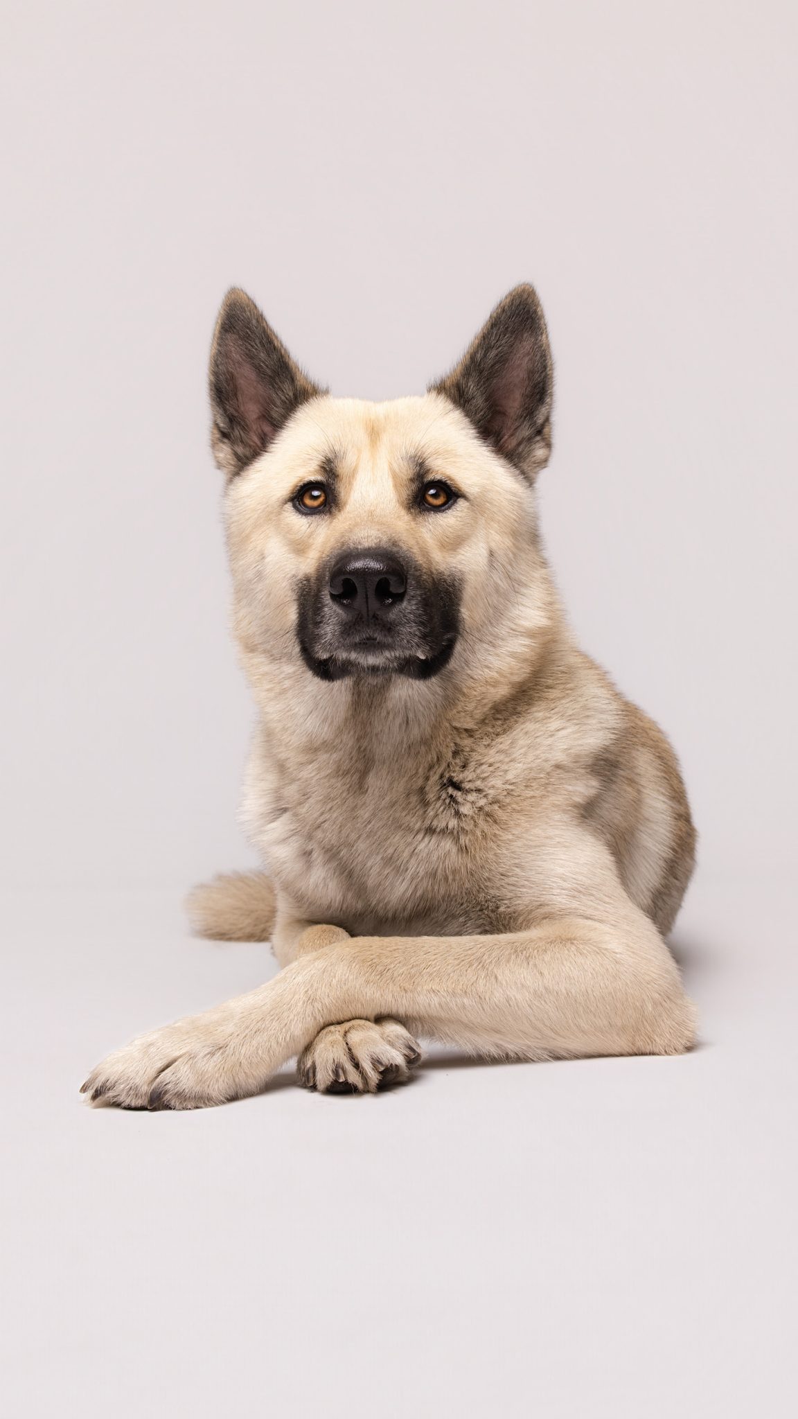 Dog portrait lit with the FJ400-SE and Clickbox for soft light and clean catchlights.