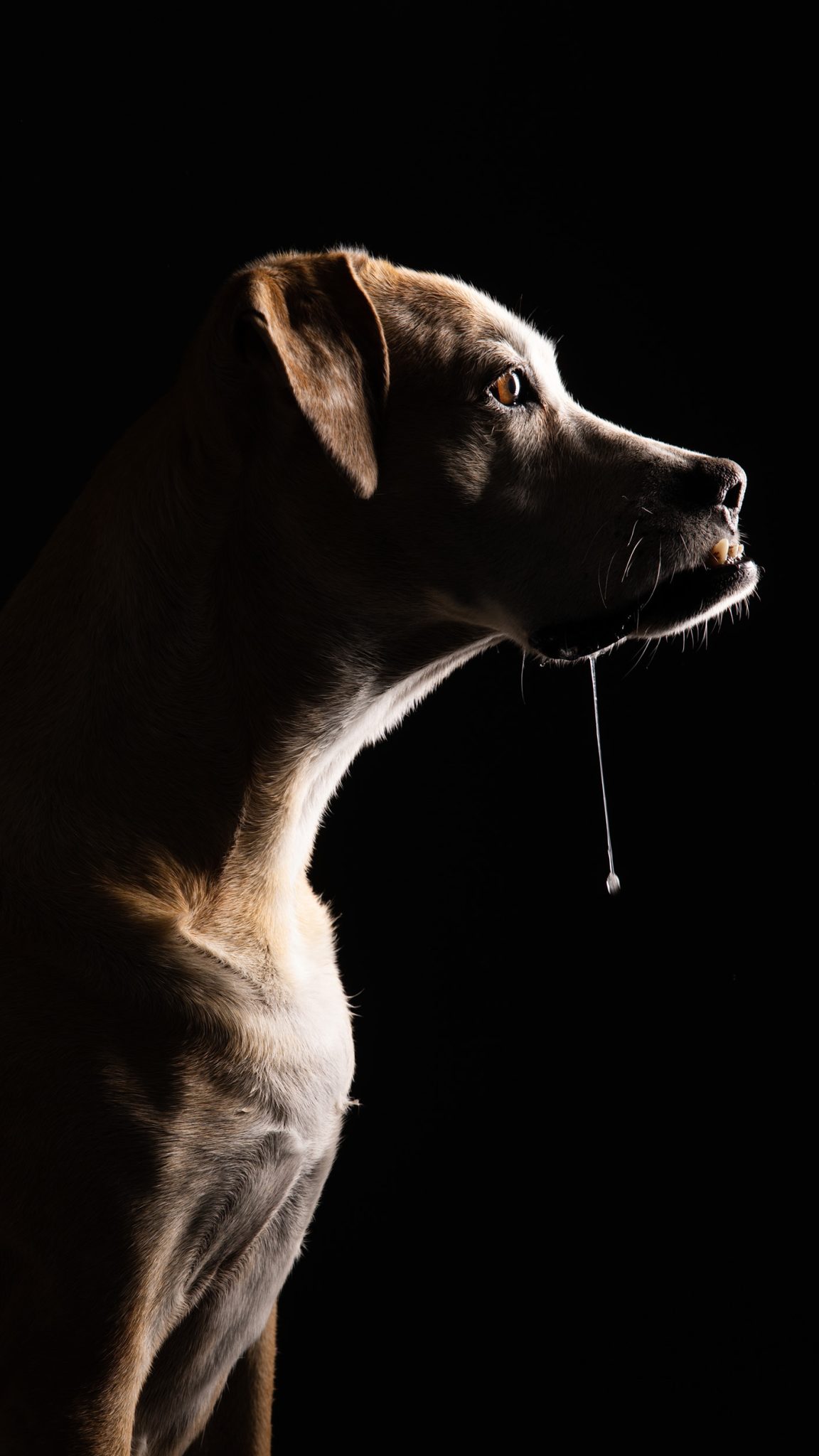 Dramatic dog portrait lit with a strip softbox, creating strong contrast and a dark background.