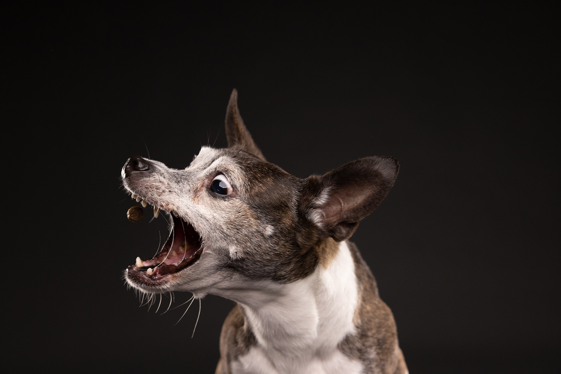 Tips For Feeding A Dog Without Teeth