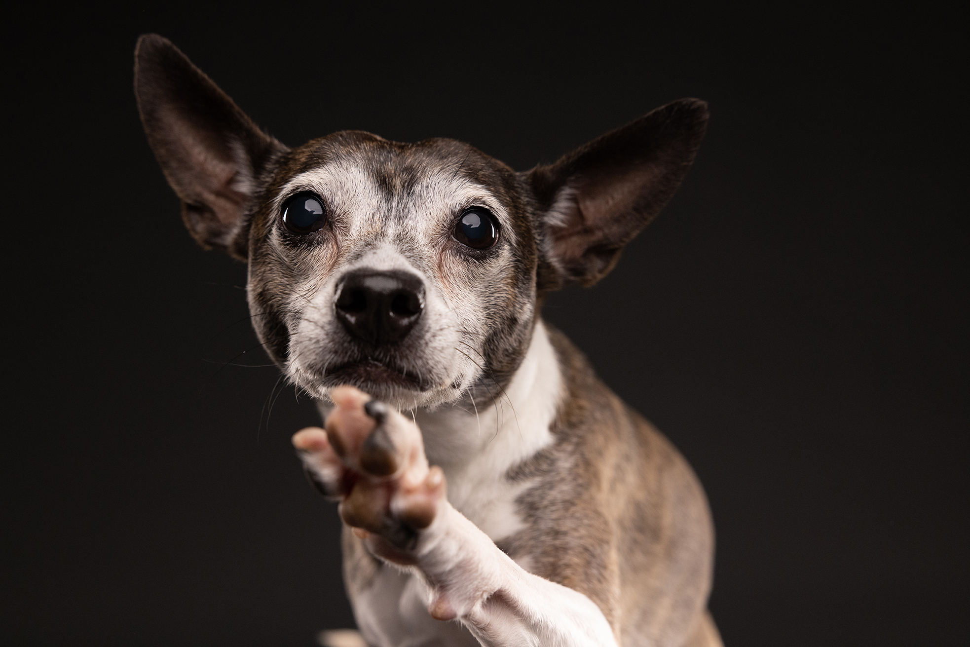 Westcott University — Pet Photography Tips & Posing Tricks