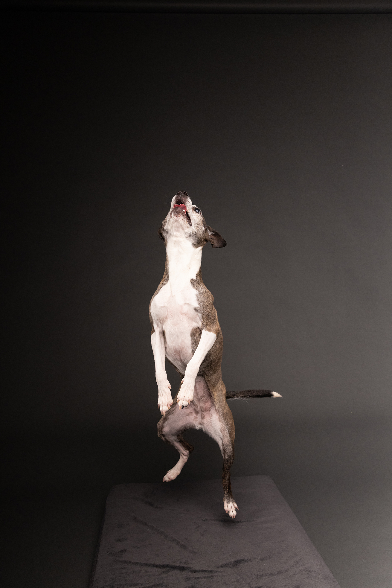 Pose 1: Bee jumping for treat Pose 1: Bee jumping for treat
