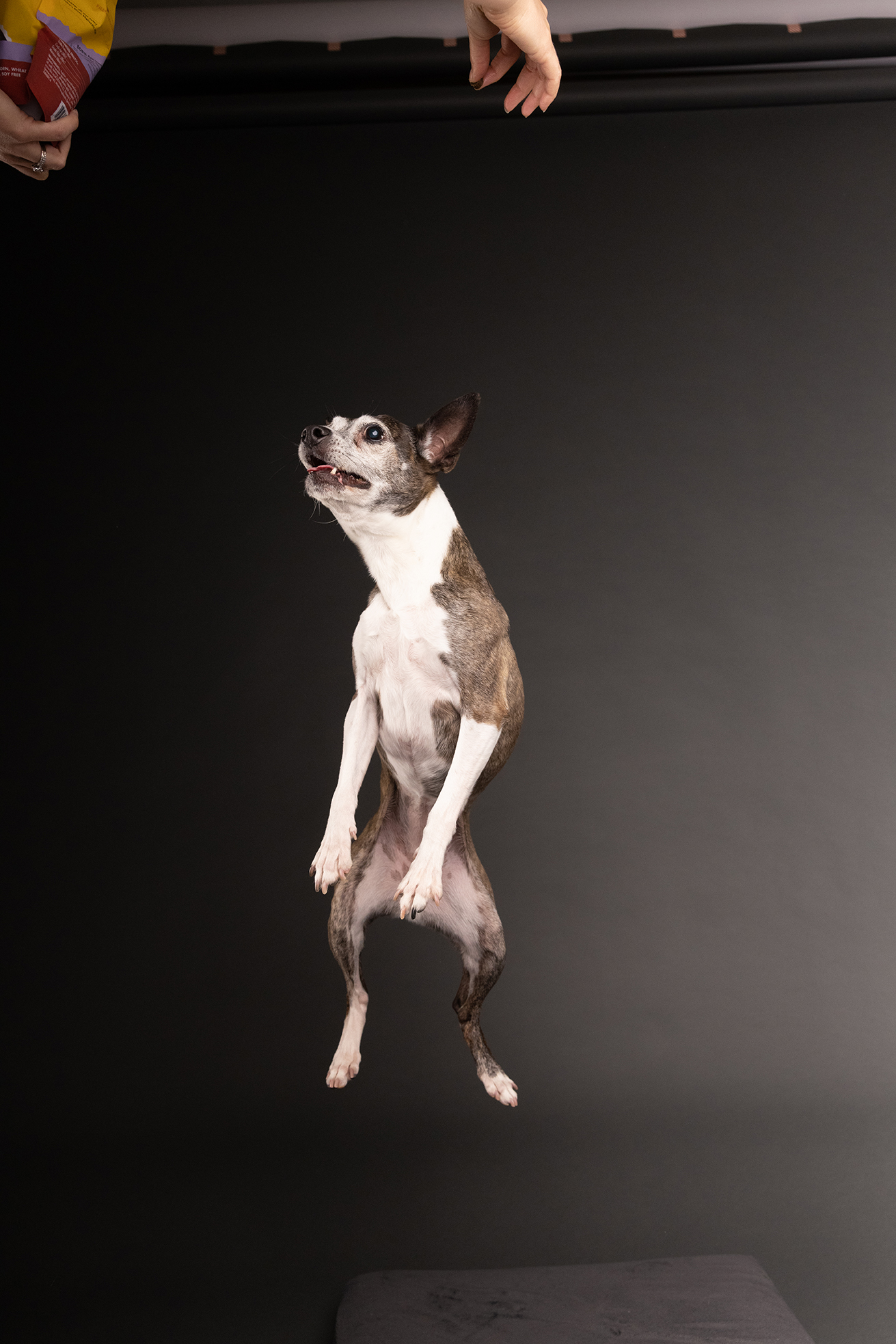 Pose 2: Bee jumping for treat Pose 2: Bee jumping for treat