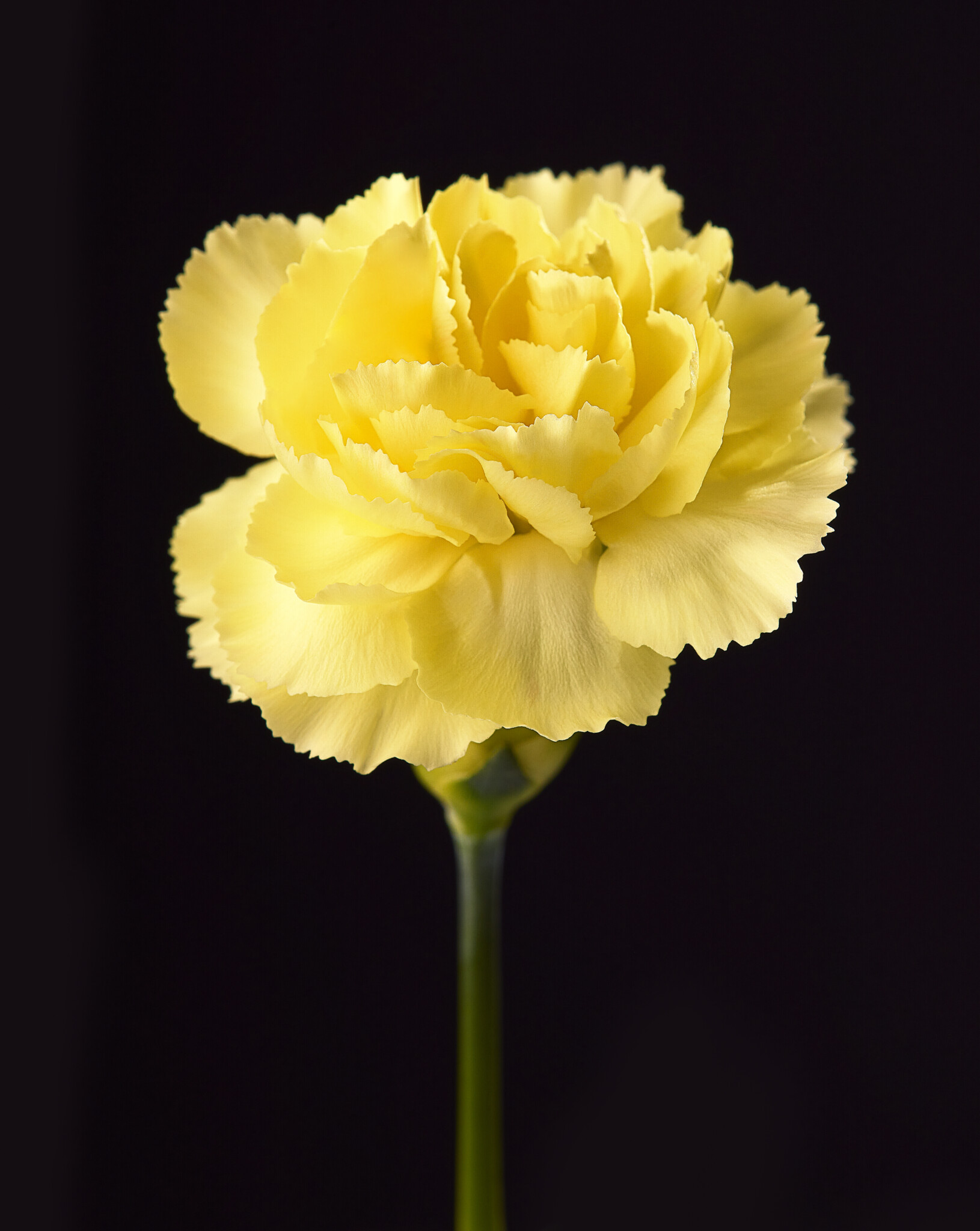 Image of a yellow flower with a black background