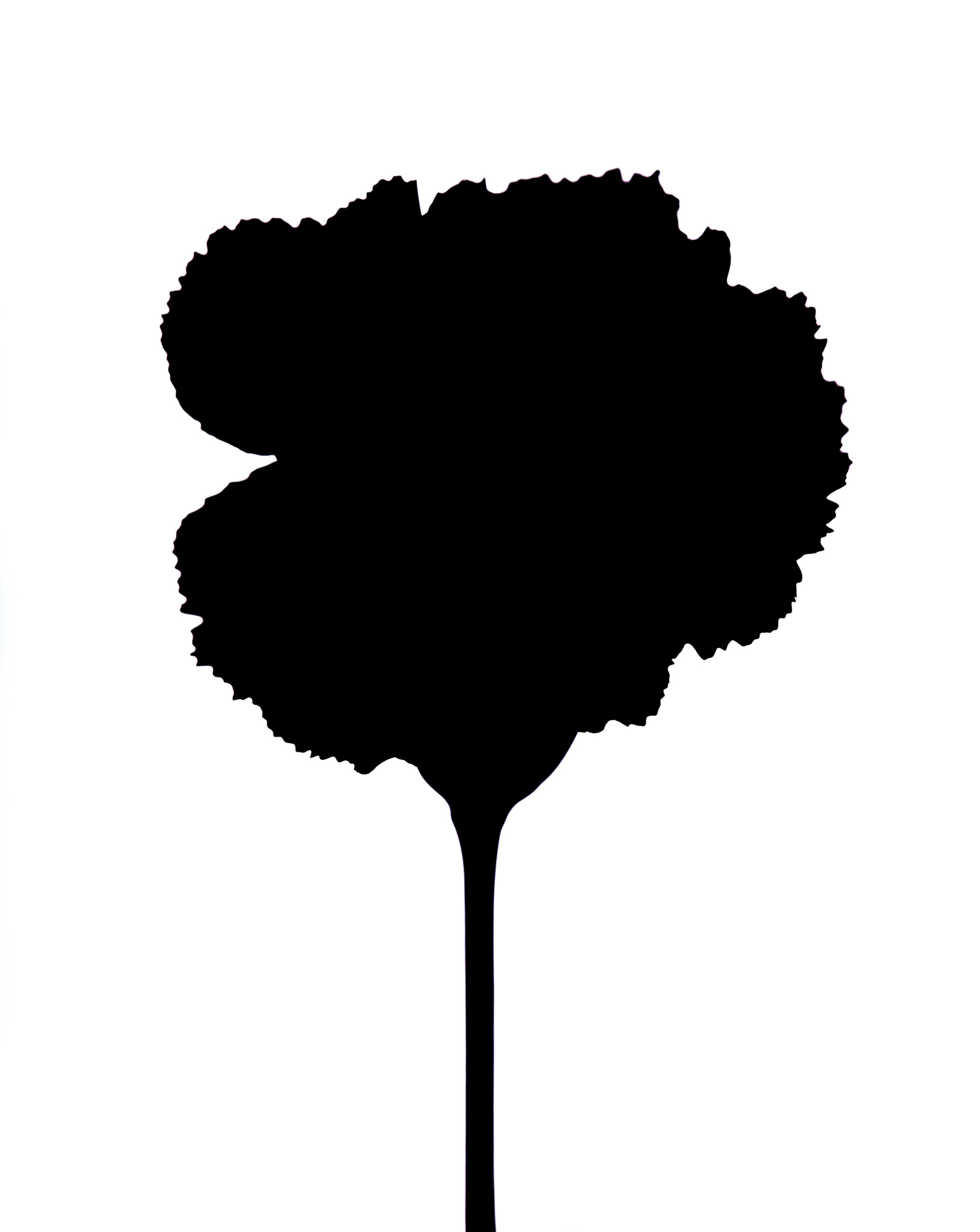 Image of the silhouette of a flower