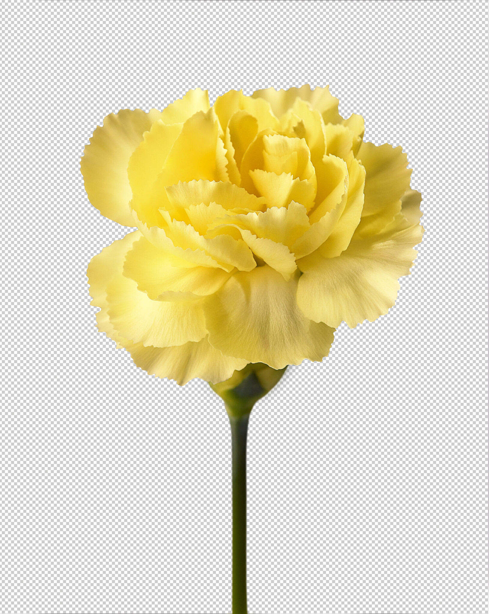 Yellow flower on a transparent backdrop