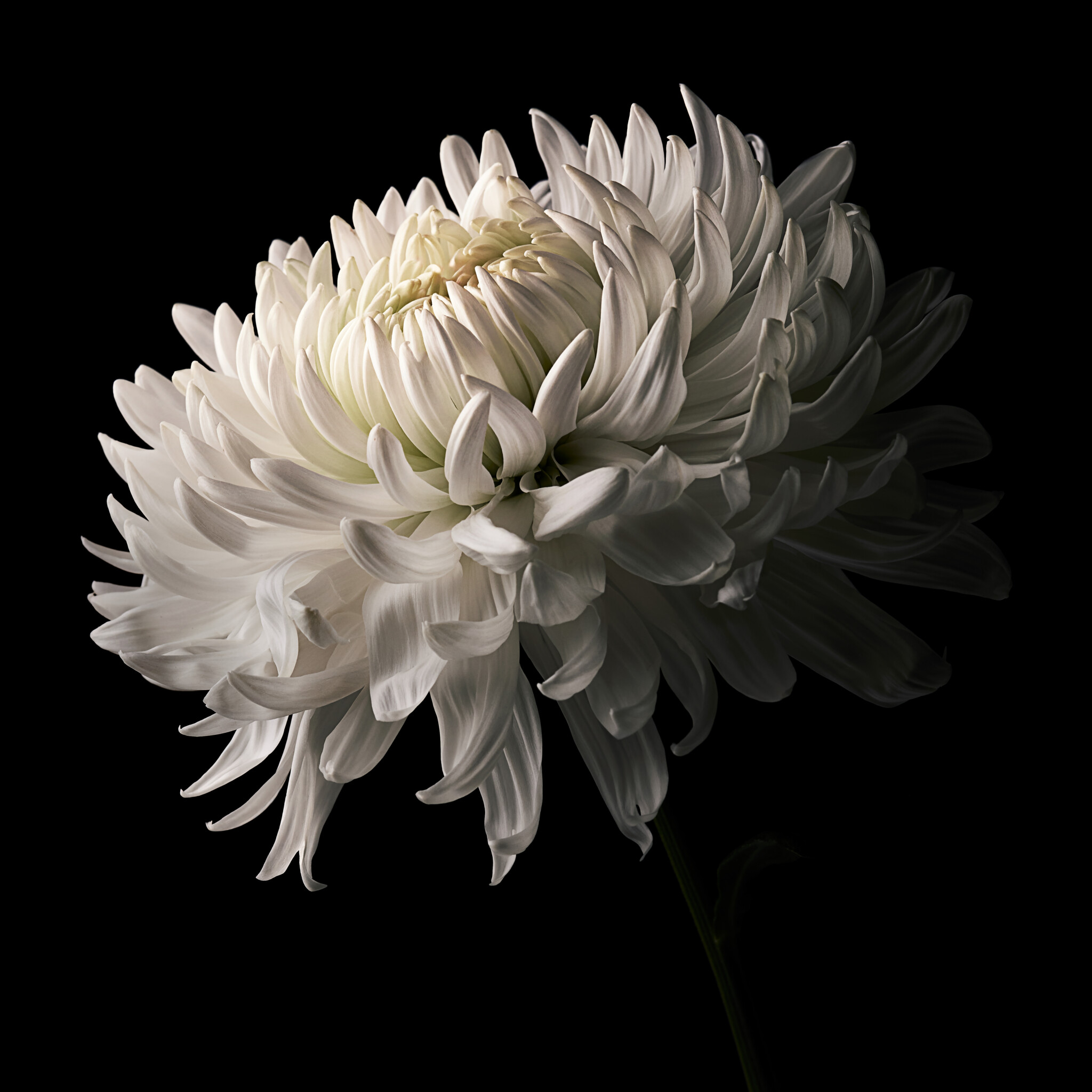 Close up of a flower with black background