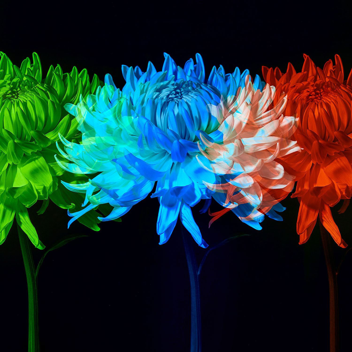 Flower layered in multiple different colors