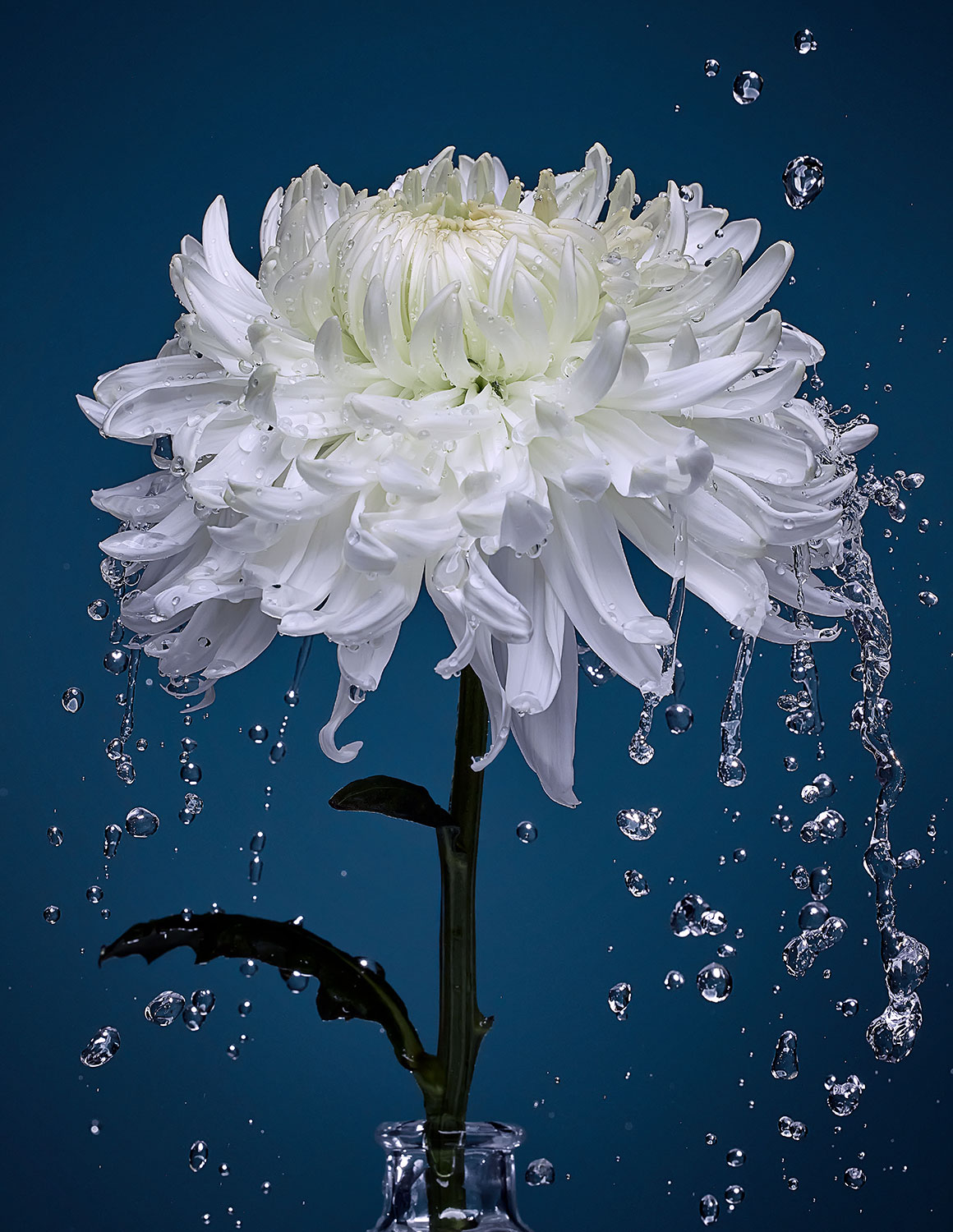 Image of a flower with water droplets