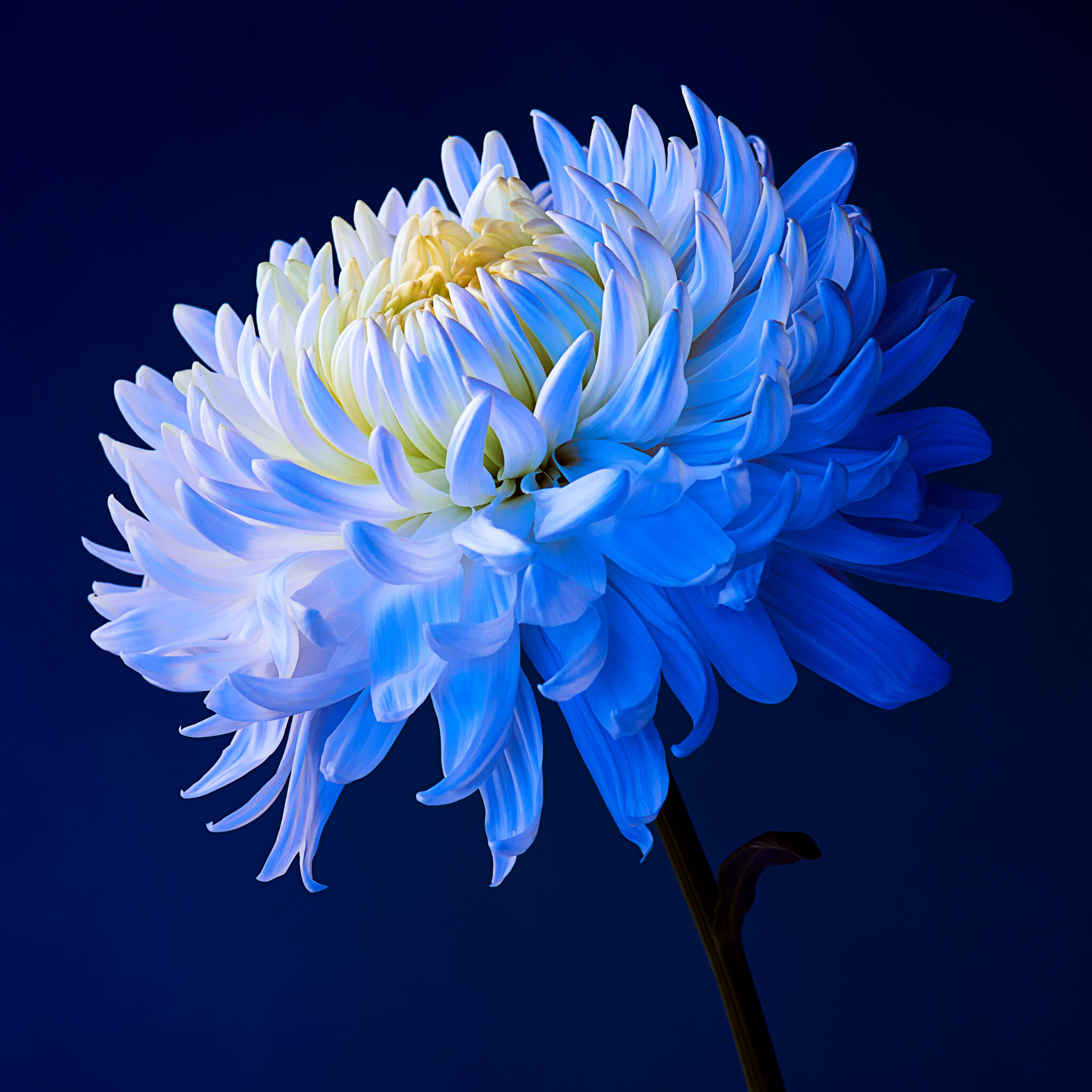 Close up of a flower with blue light