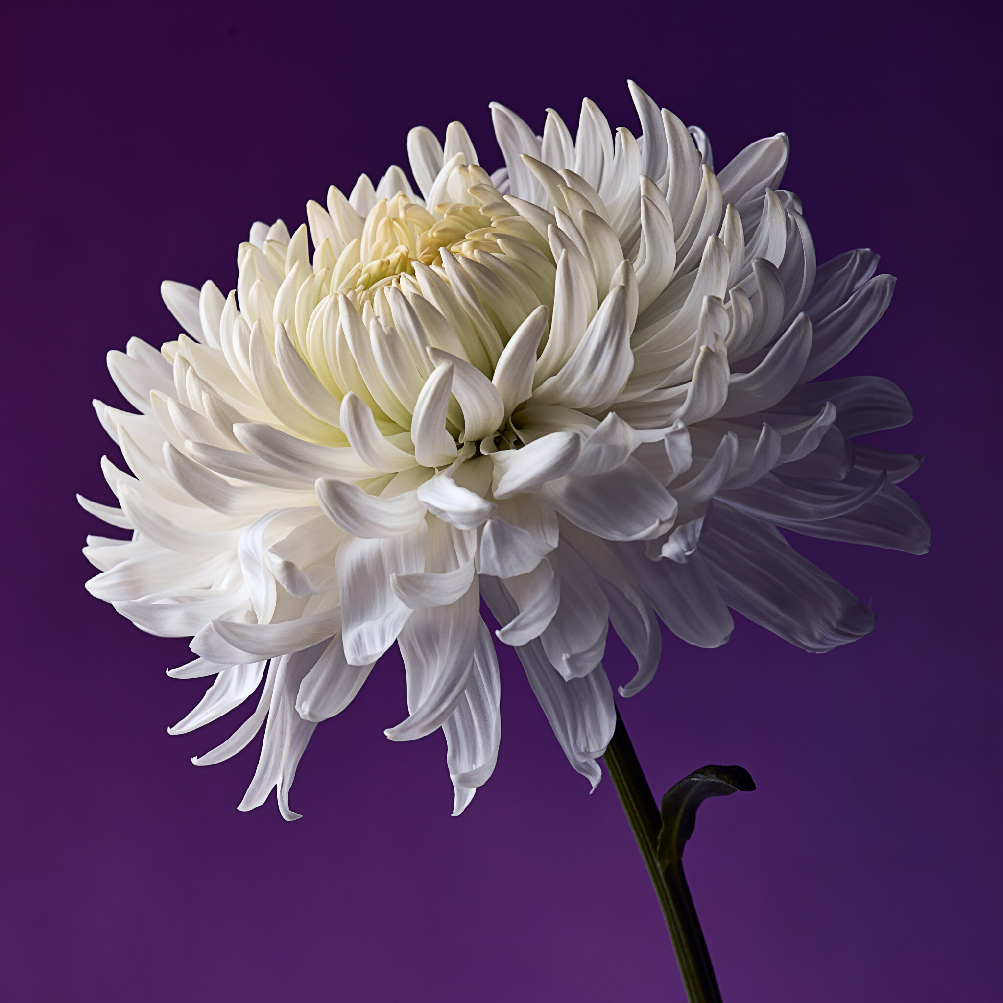 Close up of a flower with purple background
